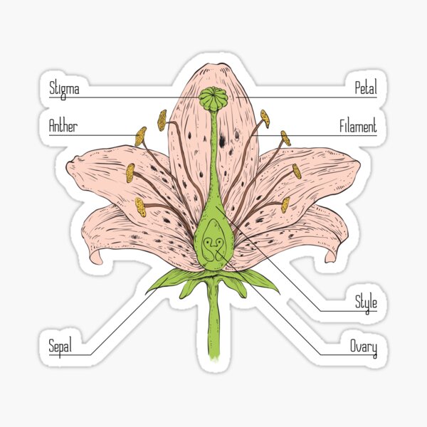 Flower Anatomy Sticker