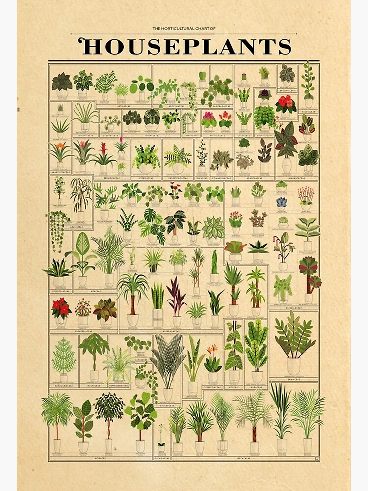 The Horticultural Chart Of Houseplants Poster Premium Matte Vertical Poster