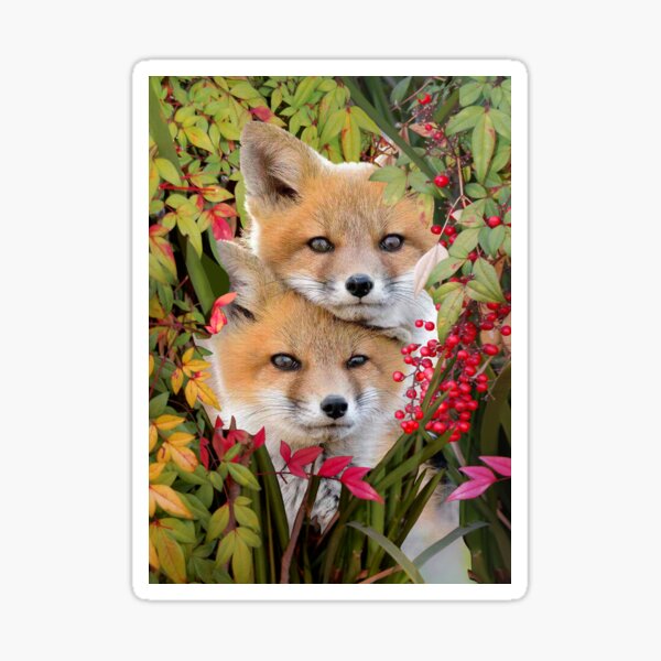  Foxes - chanterelles Sticker