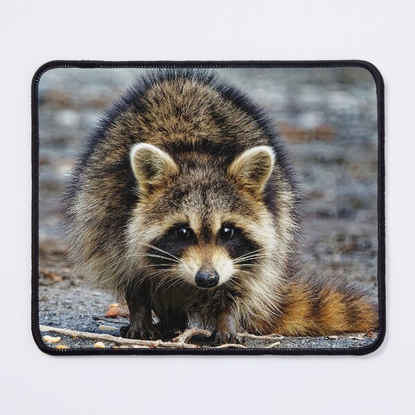 Item preview, Racoon  designed and sold by KDartisticeye.