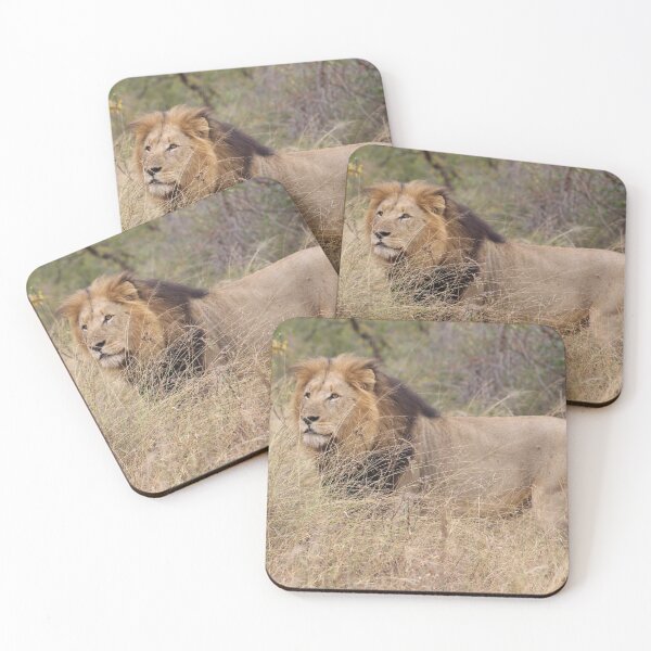Item preview, Male lion marking his territory designed and sold by Maniki SA.