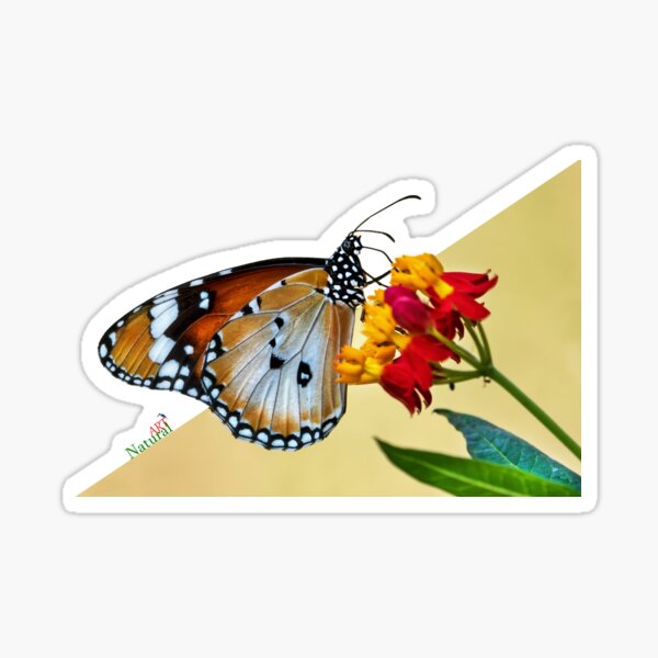 Common Tiger Butterfly Sticker
