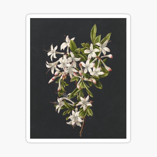 Item preview, Azalea Flower Vintage Botanical Print designed and sold by Vintage Wall Art.