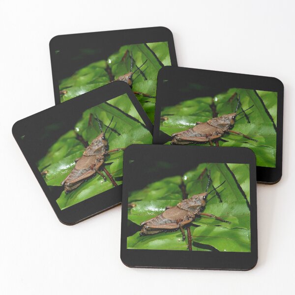 Item preview, Cricket's Leaf designed and sold by David JC.