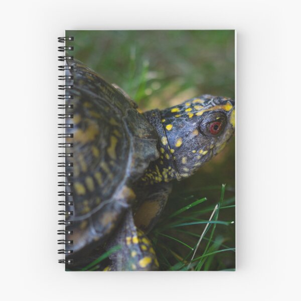 Item preview, box turtle designed and sold by ccorrigan1.