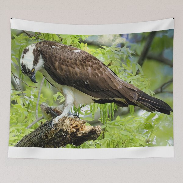 Item preview, Osprey in tree designed and sold by KDartisticeye.