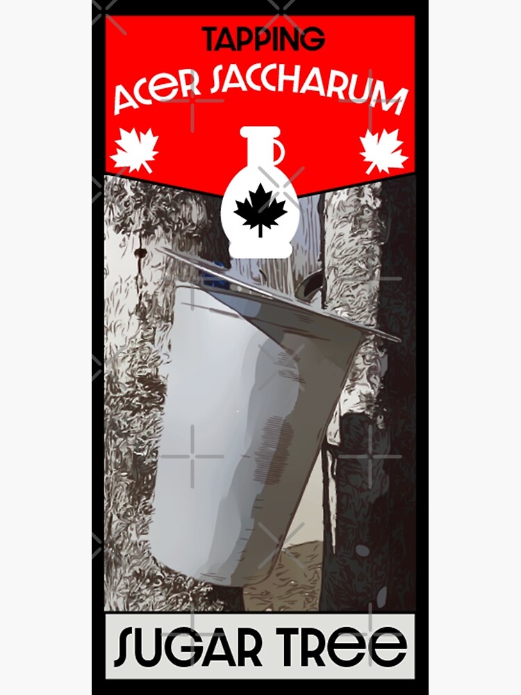 Discover Maple Syrup Acer Saccharum - Tapping Maple Syrup January To February - Canada - USA - Harvest Premium Matte Vertical Poster
