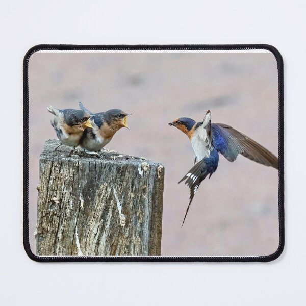 Item preview, Welcome swallow with hungry chicks.  designed and sold by DaveBassett.