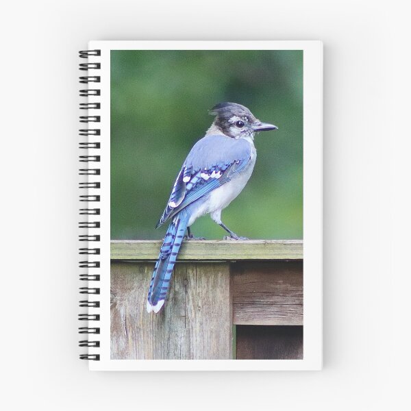 Item preview, Blue Jay Portrait 3 designed and sold by BlissfulNim.