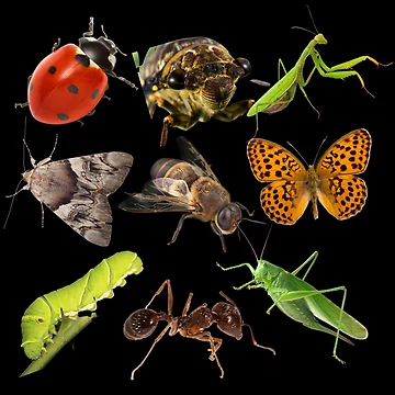 Artwork thumbnail, Native Insects In A Row Colorful Design by EarthArtDesigns
