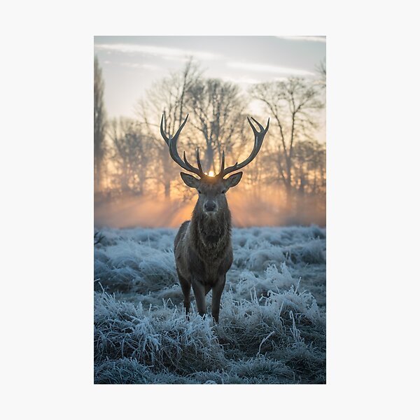 Golden Shot Photographic Print