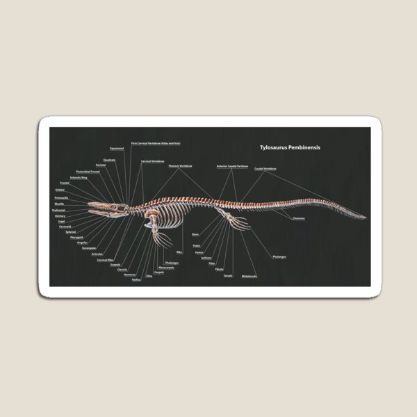 Item preview, Tylosaurus Pembinensis Skeletal Study designed and sold by Thedragonofdoom.