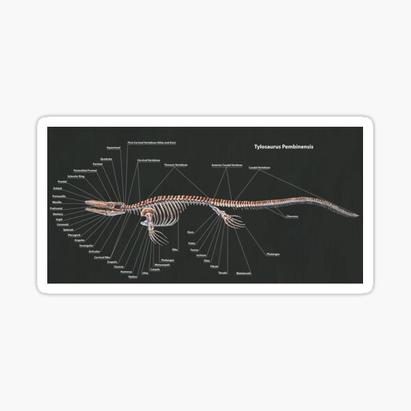 Tylosaurus Pembinensis Skeletal Study Sticker