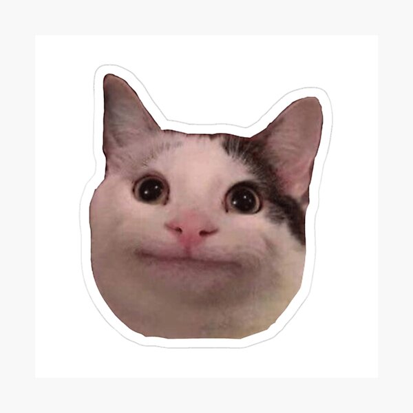 Angry Cat Kitten Meme pfp Profile Picture Funny