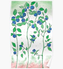 Blueberries vector Poster