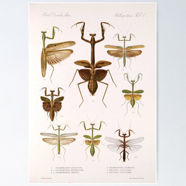 Item preview, Praying Mantis Vintage Diagram | Insect Anatomy | Entomology Collection | Entomologist Chart designed and sold by WadeLestat.