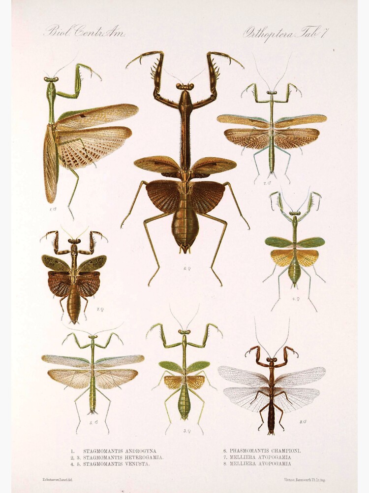 "Praying Mantis Vintage Diagram Insect Anatomy Entomology