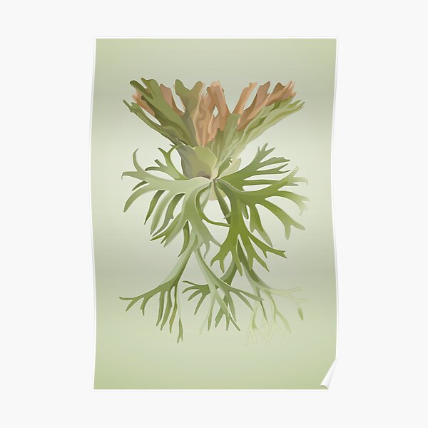 Platycerium Posters For Sale Redbubble