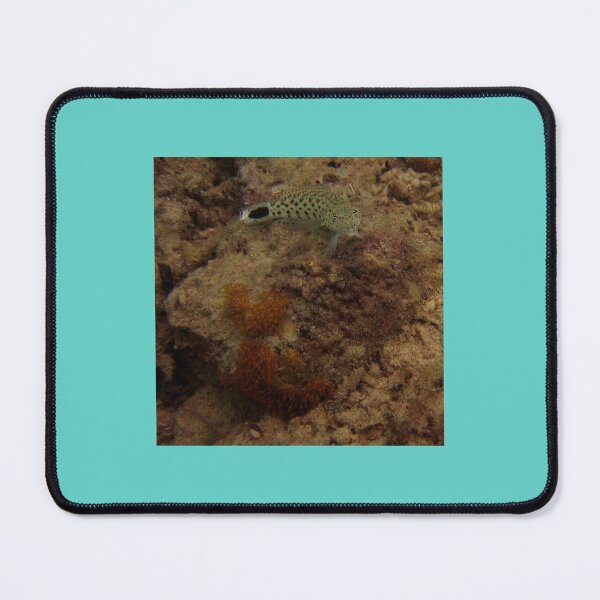 Item preview, Sandperch Curled designed and sold by David JC.
