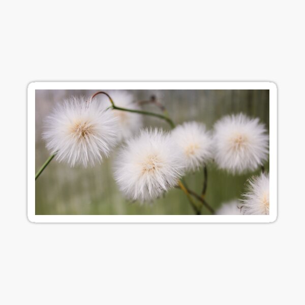 "White fluffy balls." Sticker by GermanS Redbubble