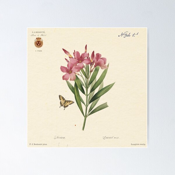 Item preview, Oleander flowers by Redouté, édition classique designed and sold by GalBotanique.