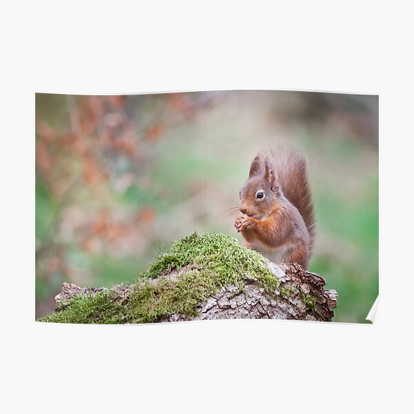 Red Squirrel Poster