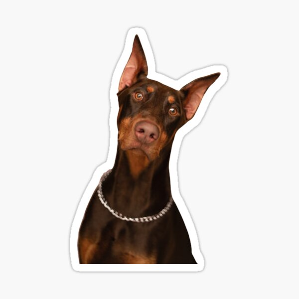 Dog Face : Funny Face of Doberman Pinschers Sticker