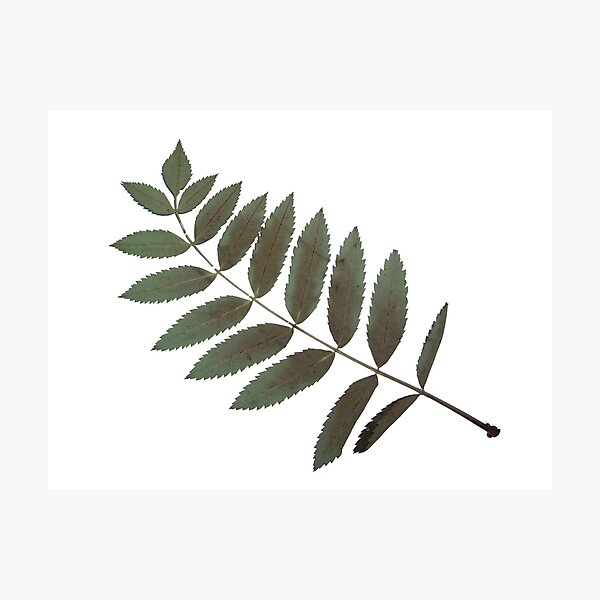 Artikelvorschau, Getrocknete Blätter von Bäumen und Pflanzen Herbarium auf weißem Hintergrund entworfen und verkauft von architecturephd.