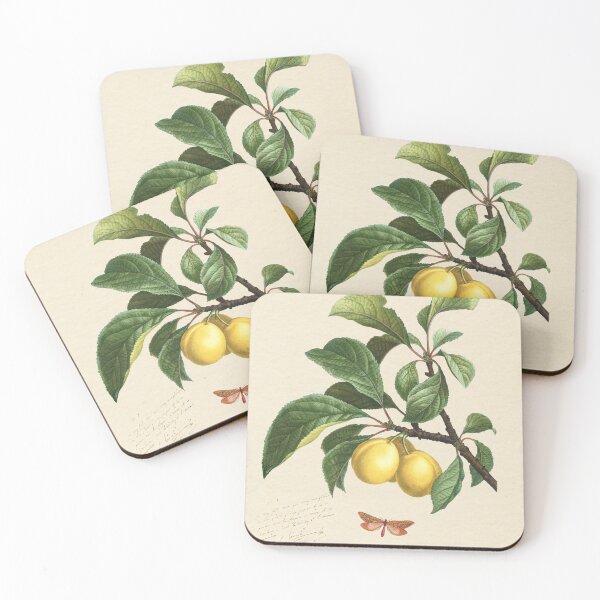 Item preview, Plum of Saint Catherine, 1824 (édition classique) designed and sold by GalBotanique.