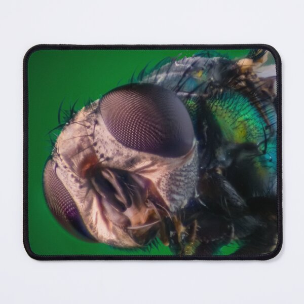 Item preview, Look me in the eye | The gold fly designed and sold by BBPGallery.
