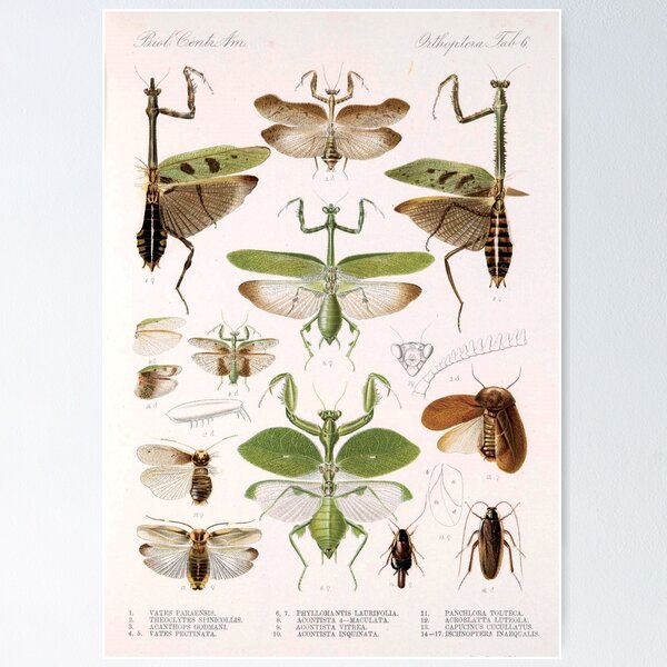 Item preview, Praying Mantis Vintage Diagram | Vintage Cockroach | Insect Anatomy | Entomology Collection | Entomologist Chart designed and sold by WadeLestat.