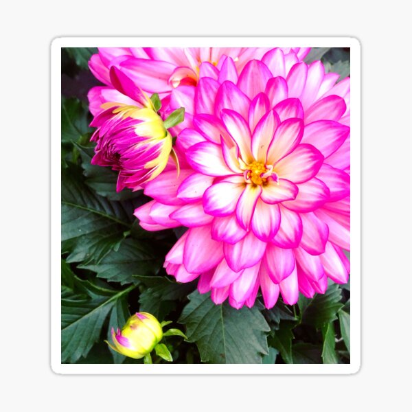 Item preview, Pink Dahlias designed and sold by susanrossstudio.