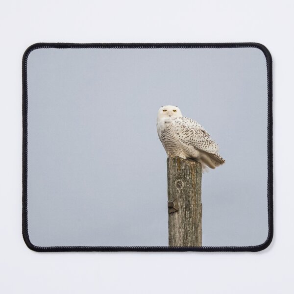 Item preview, Snowy Owl 2021-1 designed and sold by Thomasyoung.