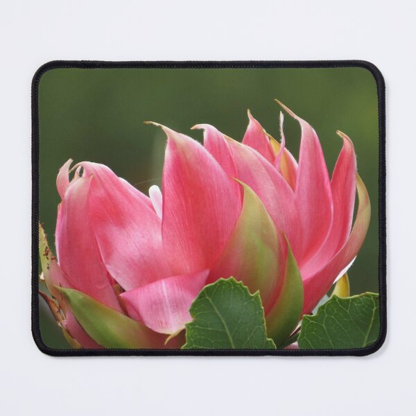 Item preview, Native Flower designed and sold by Honey Myrtle Studio.