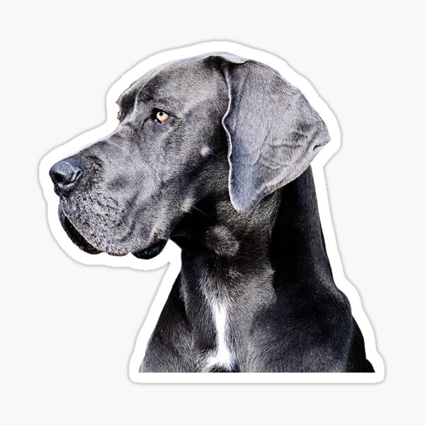 Dog Face : Cute Great Danes Sticker