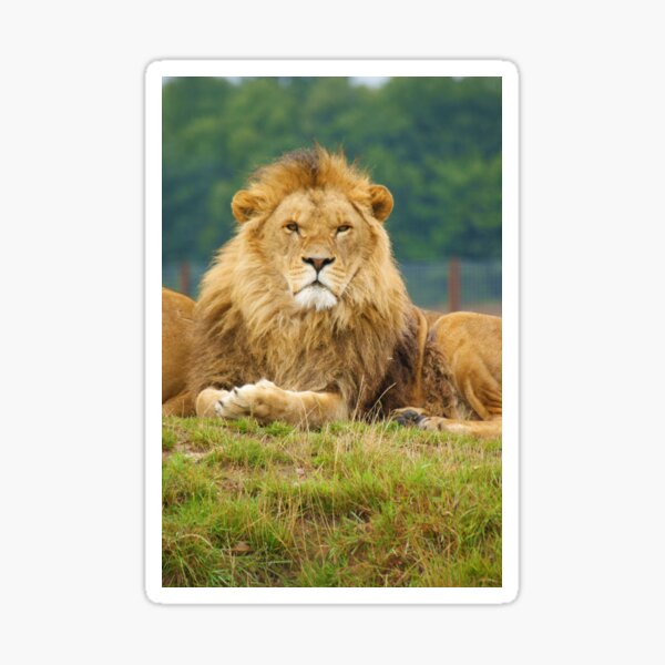 Pride Sticker