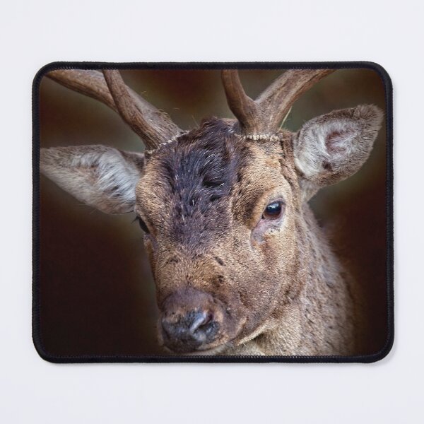 Item preview, Deer Stag designed and sold by Martyn R Arnold Fine Art Nature & Landscape Photography.