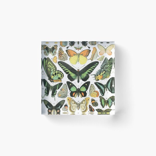 Vintage Butterfly,Retro butterflies,Papillons Acrylic Block
