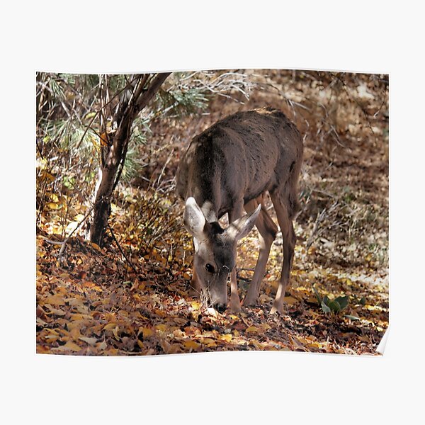 Mule Deer Doe 2 Poster