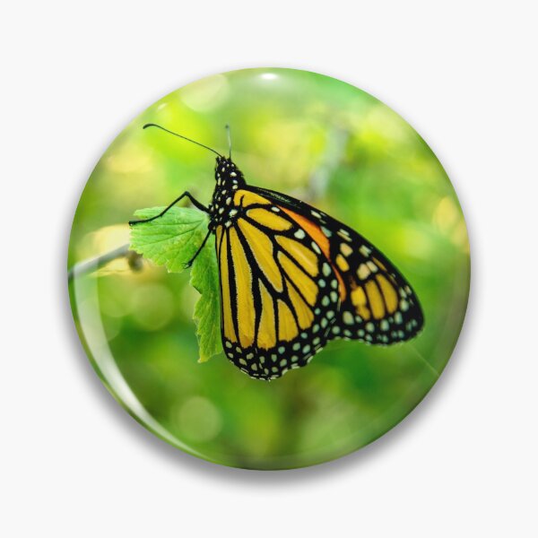 Item preview, The Monarch designed and sold by Lawrence Hutchinson.
