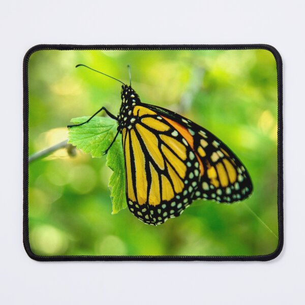 Item preview, The Monarch designed and sold by Lawrence Hutchinson.