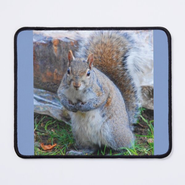 Item preview, Unique Squirrel Colors C2022 Steve Yellowbear designed and sold by SteveYellowbear.