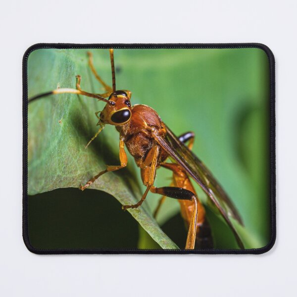 Item preview, Deadly Beauty | The ichneumon wasp designed and sold by BBPGallery.