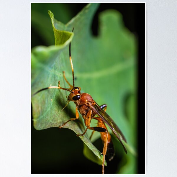 Item preview, Deadly Beauty | The ichneumon wasp designed and sold by BBPGallery.