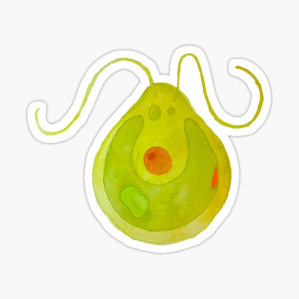 Item preview, Chlamydomonas Algae Illustration designed and sold by ModelOrganism.