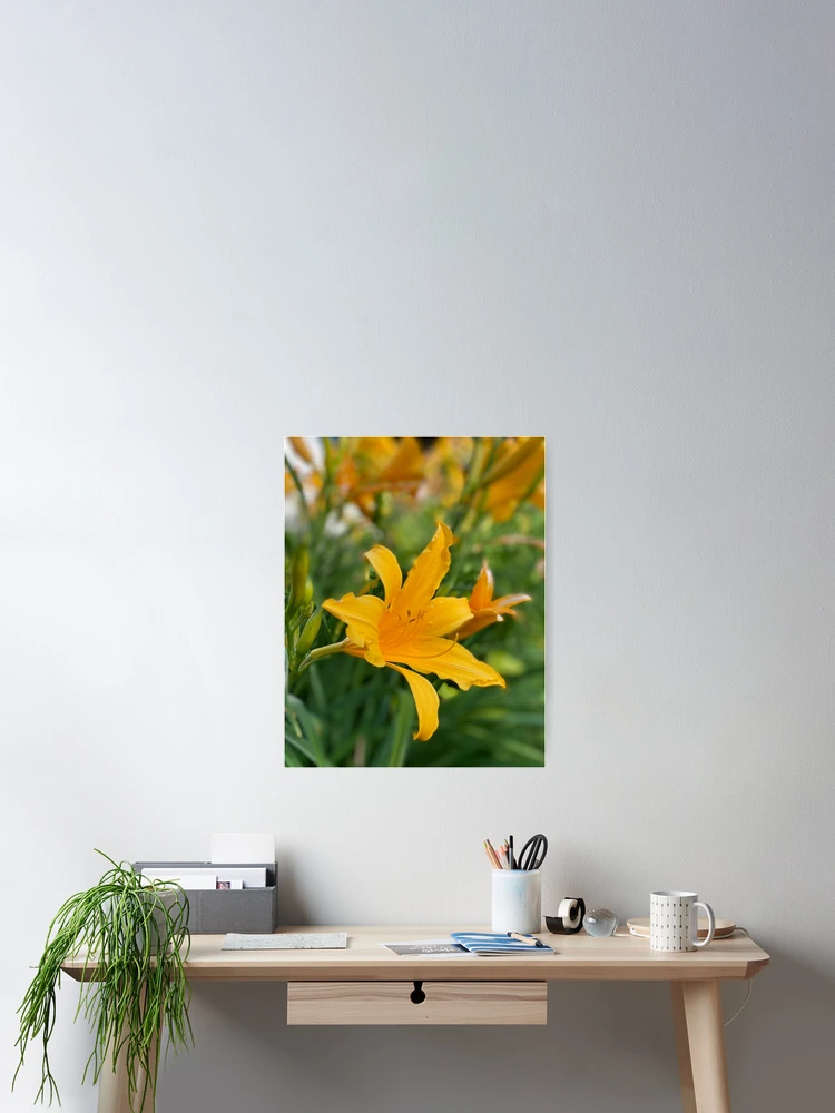 Thumbnail 2 of 3, Poster, Tiger Lily designed and sold by RugbyStickers.