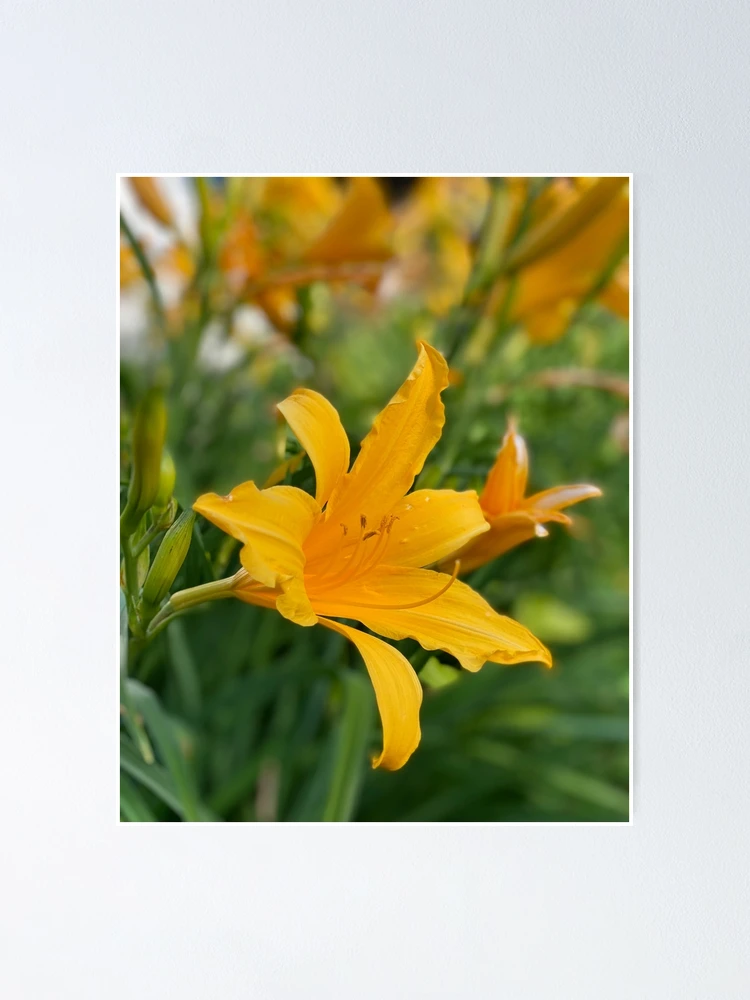 Thumbnail 1 of 3, Poster, Tiger Lily designed and sold by RugbyStickers.