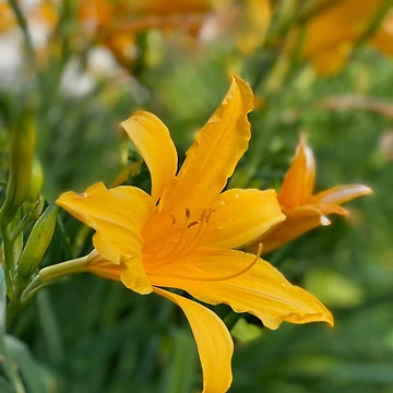 Artwork thumbnail, Tiger Lily by RugbyStickers
