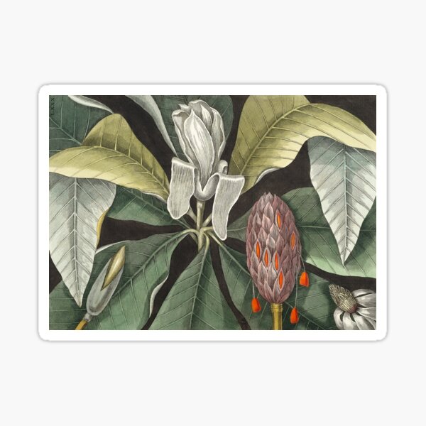 Item preview, Umbrella Tree (Magnolia) Mark Catesby designed and sold by superbling.