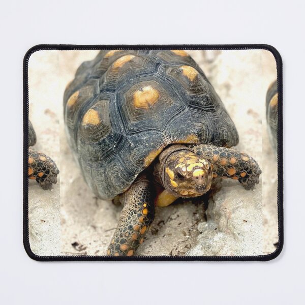 Item preview, Turtle Photograph designed and sold by jennyblairarts.